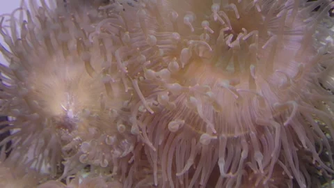 Close-up of pink bubble tip sea anemones with long tentacles under water. T.. Video stock 339050316