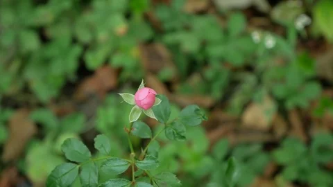 Close-up of a pink bud and a rose flower. 4k Stock Footage 81725720