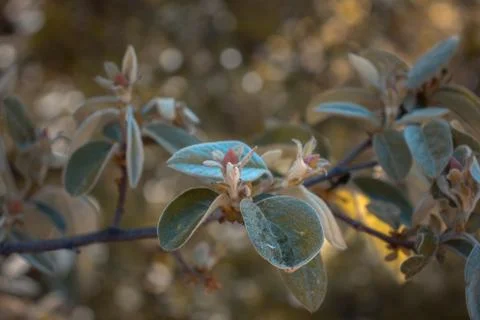 Close up pink buds under sunlight concept photo. Photography with blurred Stock Photos