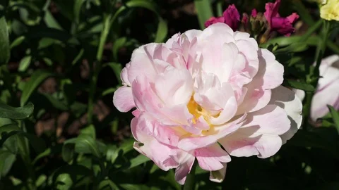 Close up pink Carnation flower Stock-Footage 94987603