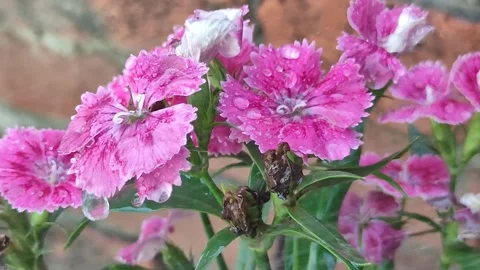 Close-Up Pink Carnation Flowers 스톡 동영상 338234525