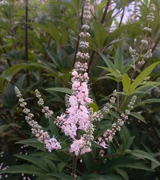 Close Up of Pink Chaste Tree Vitex Agnus Castus Flower Spike Stock Photos