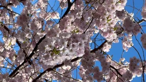 Close-up of pink cherry blossom branches against vivid blue sky. Fluffy sak.. Stock Footage 329713348