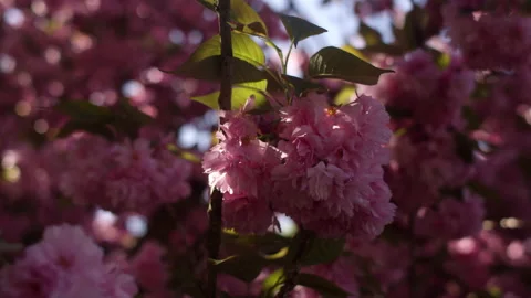 Close-up of a pink cherry blossom Video stock 130380050