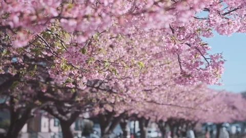 Close up, pink cherry blossom in full bloom with soft blurred background of Stock Footage 339377859