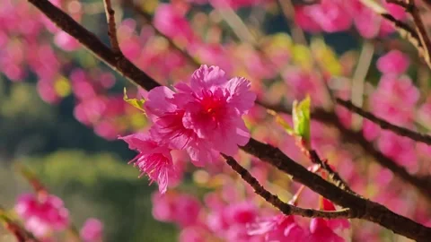 Close up pink cherry blossom tree in spring. Sakura. Stock Footage 307767720