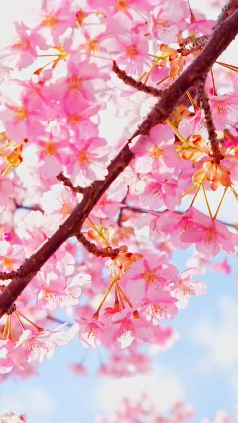 Close Up of Pink Cherry Blossoms Backlit by Spring Sunlight Stock Footage 330587882