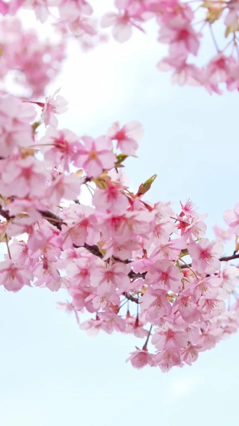 Close Up of Pink Cherry Blossoms Backlit by Spring Sunlight Stock Footage 330587898