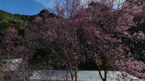 Close-up of Pink Cherry Blossoms Blooming in Mong Dao Nguyen Forest, Dalat .. Stock Footage 326872378