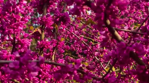 Close-up of pink cherry blossoms blooming in warm sunlight. Vídeo Stock 334546314
