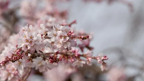 Close Up of Pink Cherry Blossoms Blooming on Tree Branch in Kyoto Stock Footage 336356190