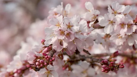 Close Up of Pink Cherry Blossoms Blooming on Tree Branch Stock Footage 336702654