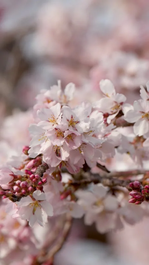 Close Up of Pink Cherry Blossoms Blooming on a Tree Branch Stock Footage 336704811