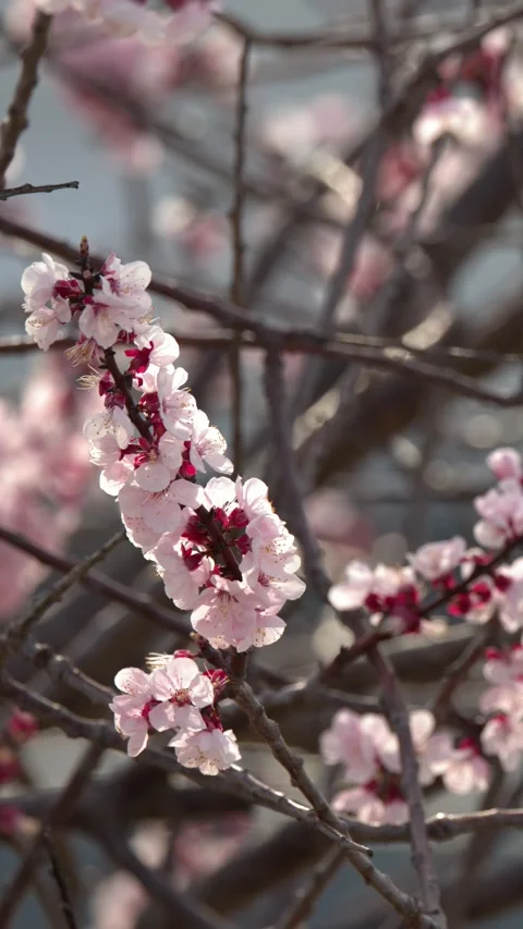 Close Up of Pink Cherry Blossoms Blooming on Tree Branches in Kyoto Stock Footage 337747026