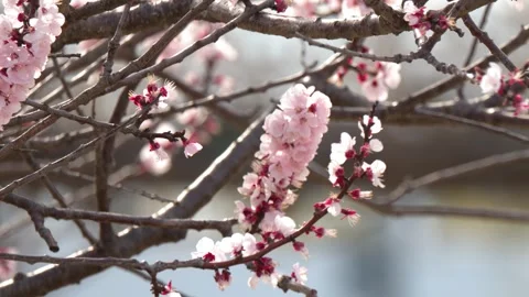 Close Up of Pink Cherry Blossoms Blooming on Tree Branch in Kyoto Stock Footage 338041866