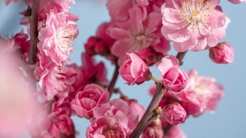 Close-up of pink cherry blossoms blooming on branches during a sunny spring day Stock Footage 342024772