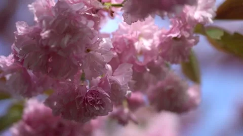 Close-up of pink cherry blossoms, delicate details, soft blurry background Stock Footage 295317434