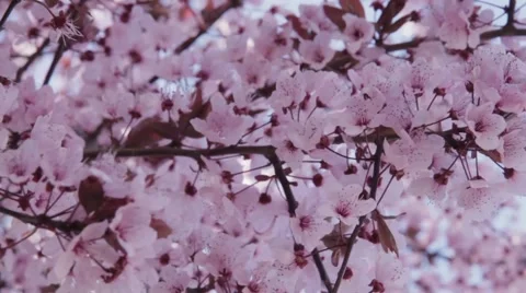 Close up of Pink Cherry Blossoms Video stock 44789713