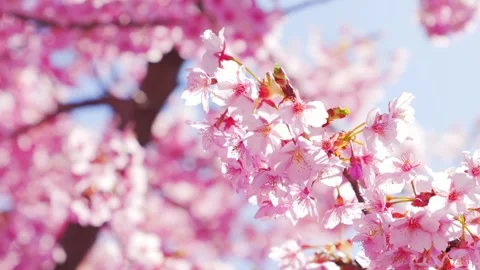 Close Up of Pink Cherry Blossoms in Full Bloom with Soft Bokeh and Sunlight Stock Footage 330768651