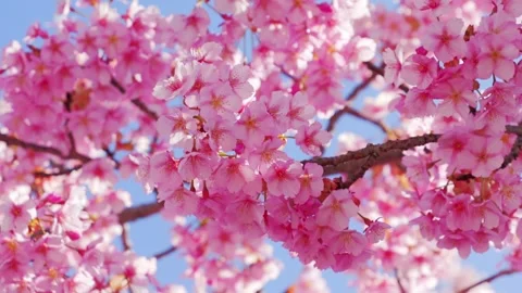 Close Up of Pink Cherry Blossoms in Full Bloom with Soft Bokeh and Sunlight Video stock 330768730