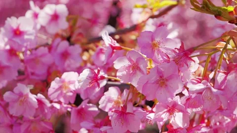 Close Up of Pink Cherry Blossoms in Full Bloom with Soft Bokeh and Sunlight Stock Footage 330857615