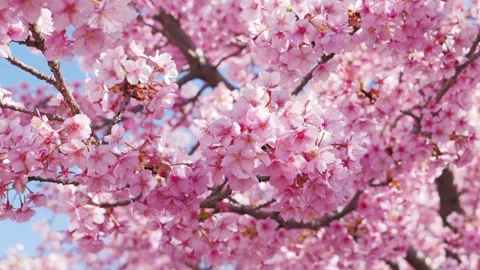 Close Up of Pink Cherry Blossoms in Full Bloom with Soft Bokeh and Sunlight Stock Footage 330857635