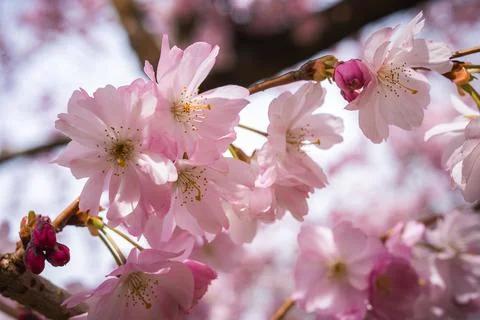 Close Up of Pink Cherry Blossoms in Full Bloom with Sunlight Stock Photos