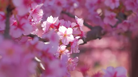 Close Up of Pink Cherry Blossoms with Soft Bokeh in Spring 스톡 동영상 330761262