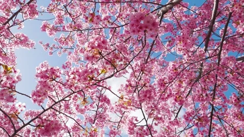 Close Up of Pink Cherry Blossoms with Soft Bokeh in Spring 動画素材 330857691