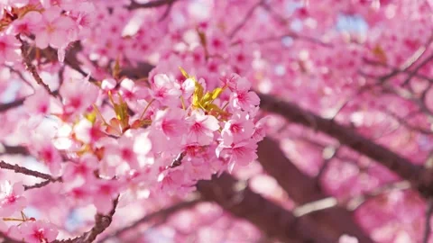 Close Up of Pink Cherry Blossoms with Soft Bokeh in Spring Stock Footage 330997652