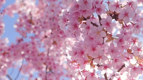 Close Up of Pink Cherry Blossoms with Soft Bokeh in Spring Stock Footage 330997782