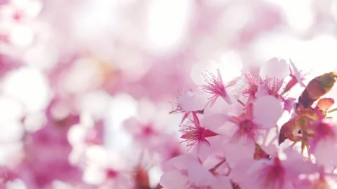 Close Up of Pink Cherry Blossoms with Soft Bokeh in Spring Video stock 331073508