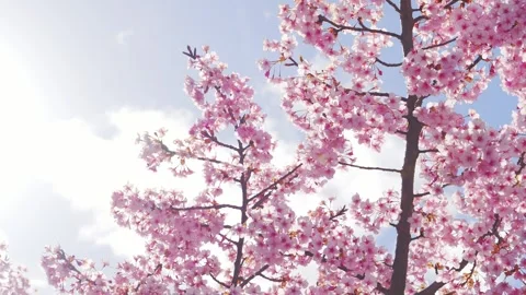 Close Up of Pink Cherry Blossoms with Soft Bokeh in Spring Stock Footage 331073568