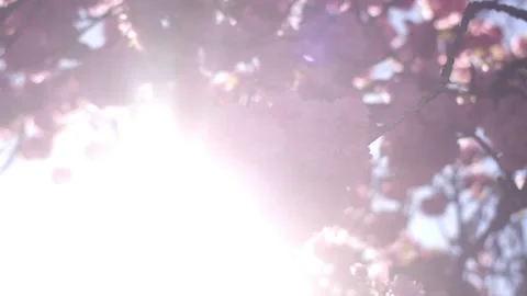 Close-up of pink cherry blossoms with the sun shining through the trees Video stock 130378199