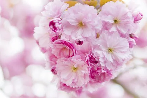 Close-up of pink cherry blossoms on a tree Фото