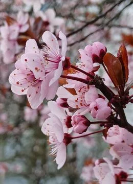 A close-up of pink cherry blossoms on a tree branch Stock Photos