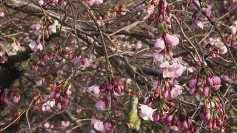 Close up of pink cherry blossoms in the wind Stock Footage 150457908