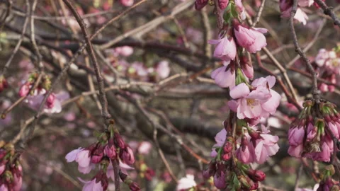 Close up of pink cherry blossoms in the wind Stock Footage 150457913