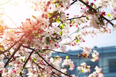 Close-up of pink cherry tree in bloom Stockfoto's