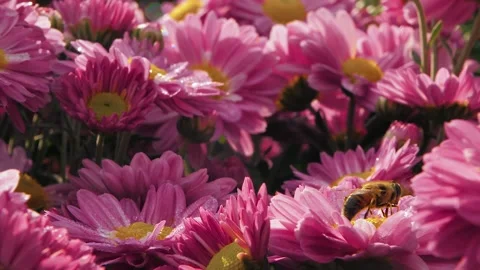 Close up of pink chrysanthemum with a bee on it Stock Footage 143133381
