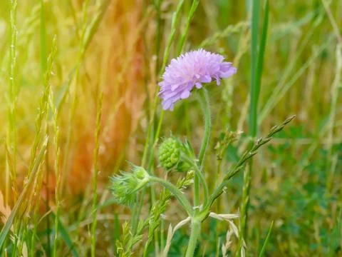 Close-up of a pink colored field scabious blooming on a green meadow. Stock Photos