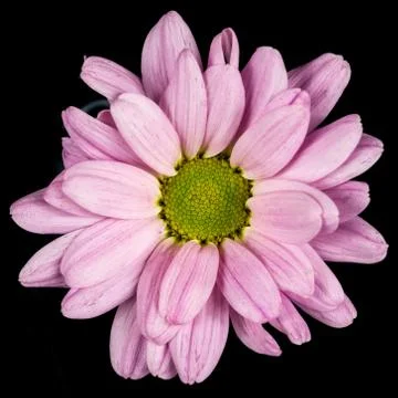 Close of of a pink common daisy Stock Photos