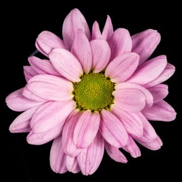 Close of of a pink common daisy Stock Photos