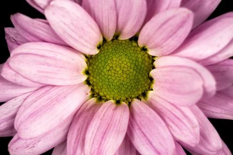 Close of of a pink common daisy Stock Photos