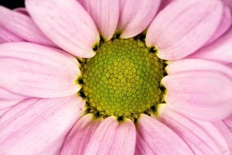 Close of of a pink common daisy Stock Photos