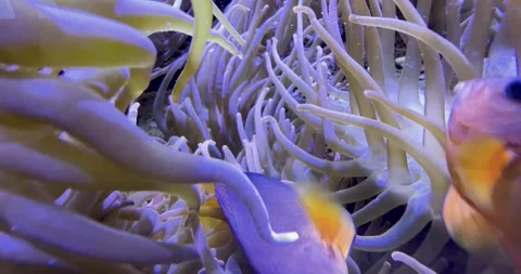 Close-Up of a Pink Coral Reef Stock Footage 285235724