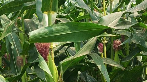 Close-up of pink corn silk on a cob in an agricultural field Stock Photos