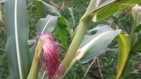 Close-up of pink corn silk on a cob in an agricultural field Stock Photos