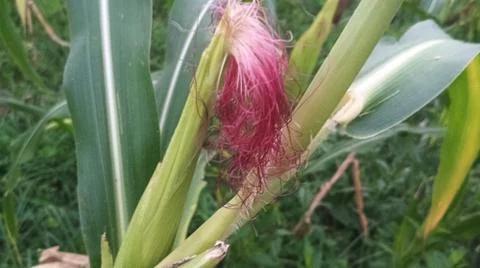Close-up of pink corn silk on a cob in an agricultural field Stock Photos
