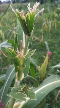 Close-up of pink corn silk on a cob in an agricultural field Stock Photos